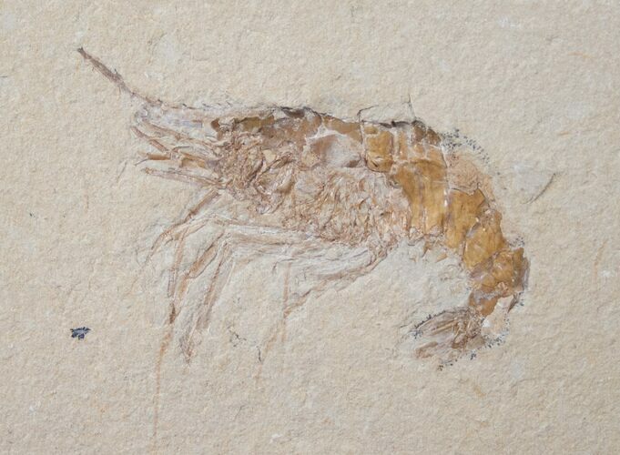 XL Fossil Shrimp - Lebanon #14024